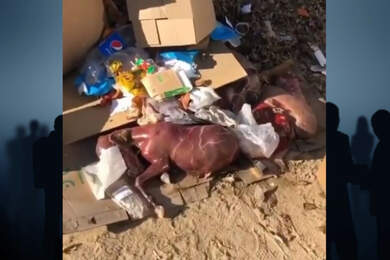 Мертвых жеребят обнаружили на мусорке в Актау 